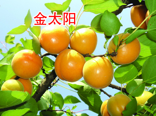 金太�杏